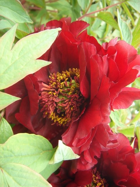 Paeonia x lemoinei 'Sang Lorrain'